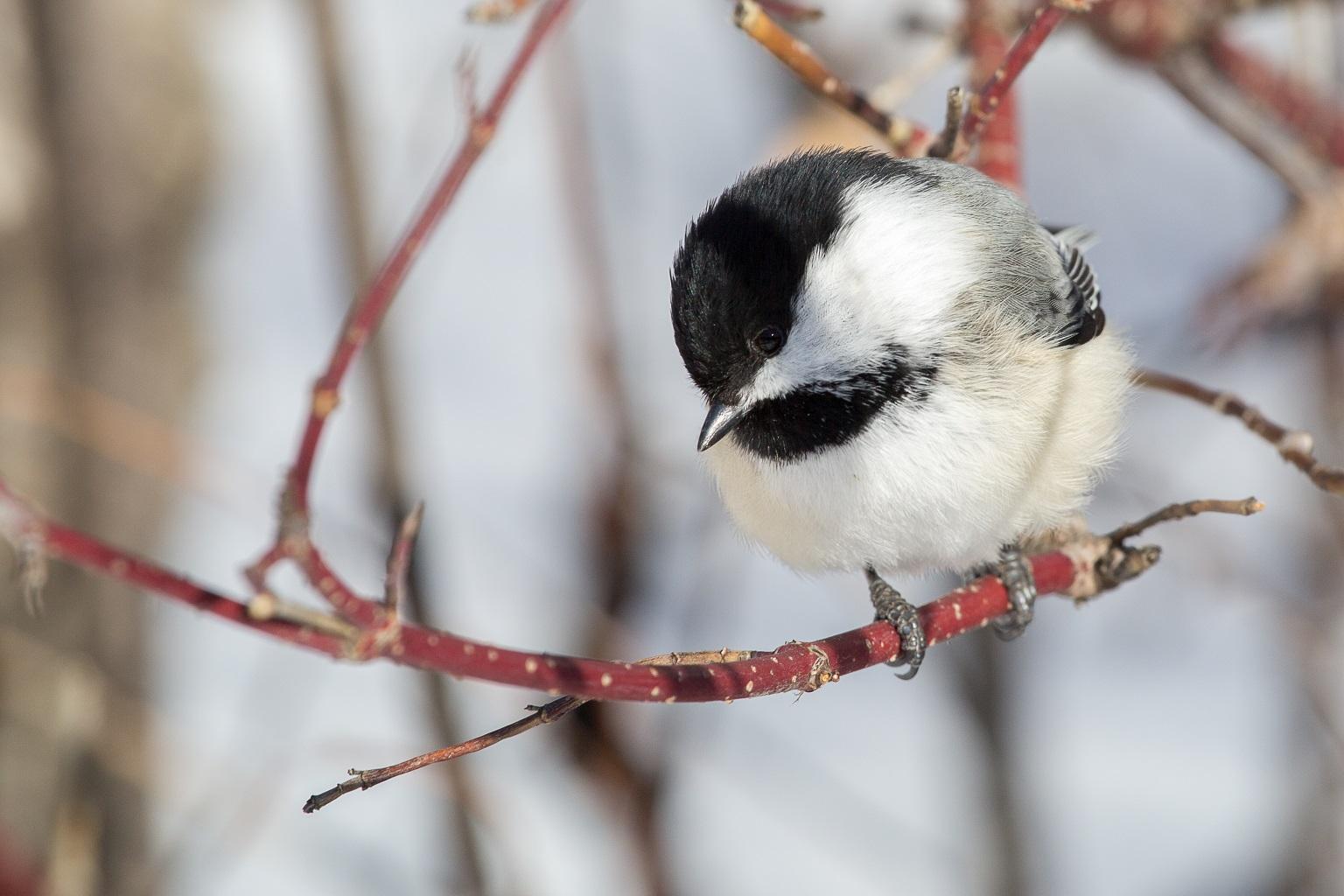 Shiver, Fluff and Cuddle How Birds Keep Warm in the Winter Chicago